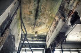 Best Environmental Consulting for Mold Prevention  in Clearwater, FL